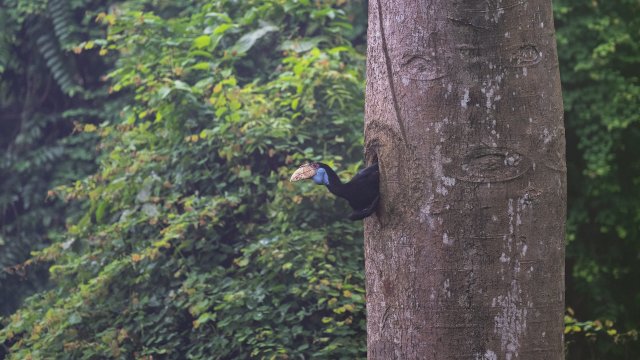 雌鸟出巢瞬间-贾雷 摄.jpg