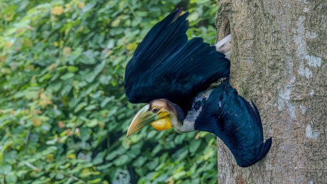 雏鸟出巢瞬间 呼晓宏 摄 .jpg