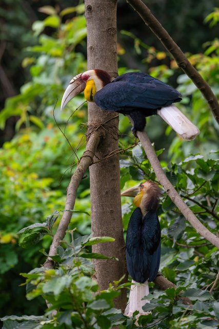 刚出巢的雏鸟和爸爸在一起(张海钰 摄) 拷贝.jpg