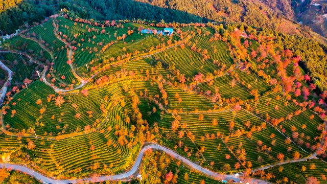 （采访传编辑）美好生活在云南 在无量山樱花谷，有一种生活叫“花之旅” (11).jpg
