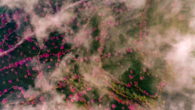 （采访传编辑）美好生活在云南 在无量山樱花谷，有一种生活叫“花之旅” (10).jpg