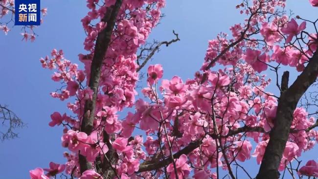 1.26亿人次去哪儿了?清明小长假消费“三件套”