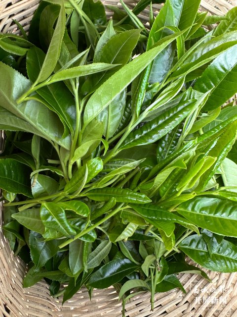 (采访传编辑)美好生活在云南 无量山春意盎然采茶忙 (5).jpg