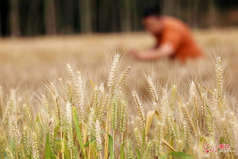 立夏时节农事酣 各地田间绘新篇