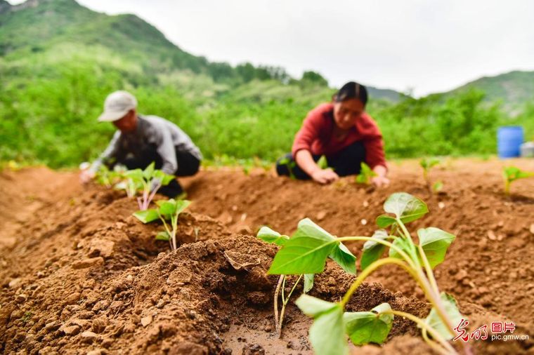 立夏时节农事酣 各地田间绘新篇