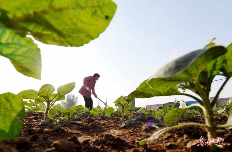 立夏时节农事酣 各地田间绘新篇