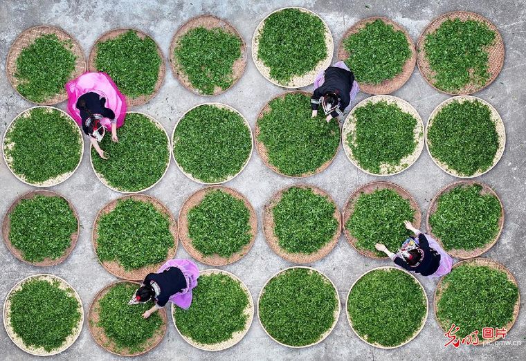 立夏时节农事酣 各地田间绘新篇