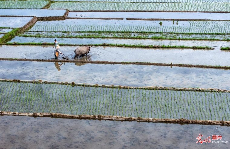 立夏时节农事酣 各地田间绘新篇