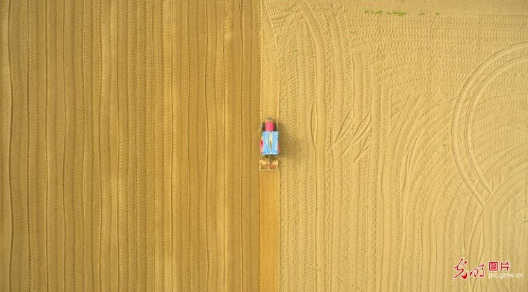 立夏时节农事酣 各地田间绘新篇