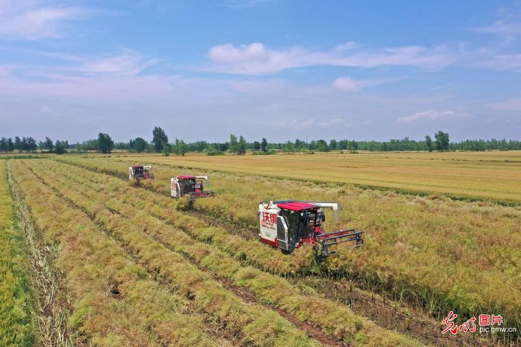 立夏时节农事酣 各地田间绘新篇