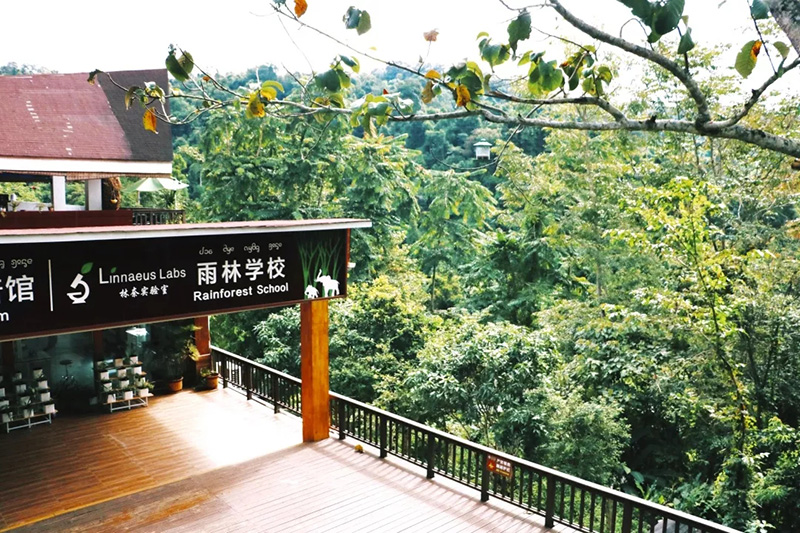 位于望天树景区内的雨林学校。雨林学校供图