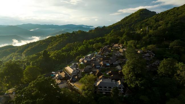 【文化和自然遗产日】漫动时节丨茶：人在草木间