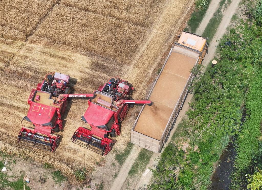 5月28日，在位于江苏盱眙的江苏农垦三河农场，收割机将小麦装车（无人机照片）。新华社记者 季春鹏 摄