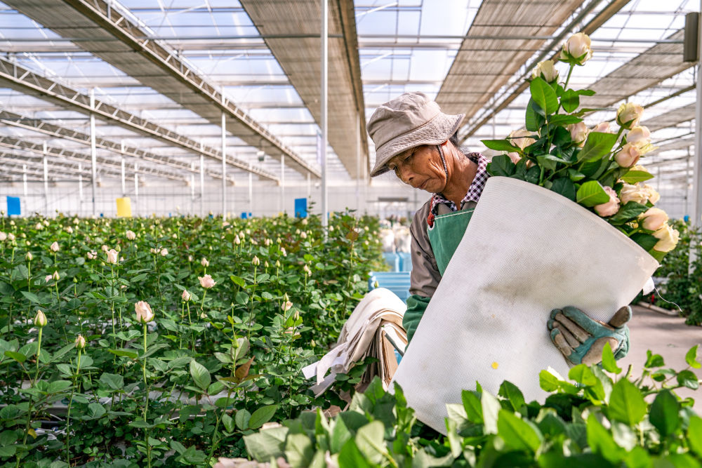 习近平总书记关切事|幸福生活像花儿一样——把地方特色产业做优做强之二 习近平总书记关切事|幸福生活像花儿一样——把地方特色产业做优做强之二