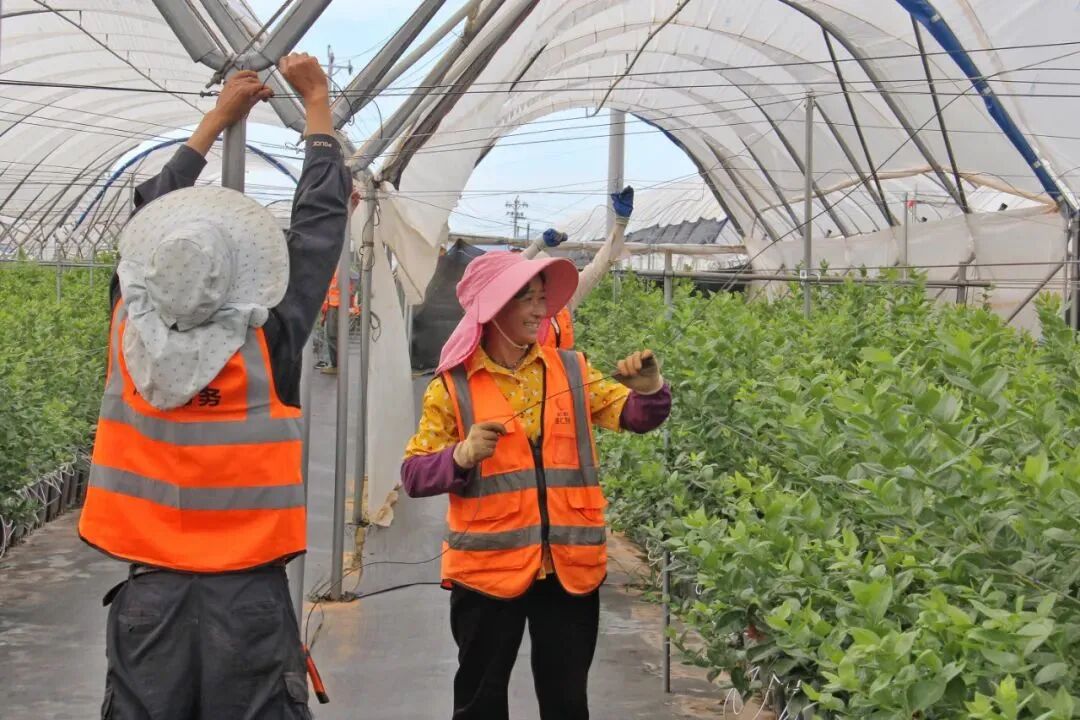 工人在蓝莓产业园工作 图源:云南日报.jpg