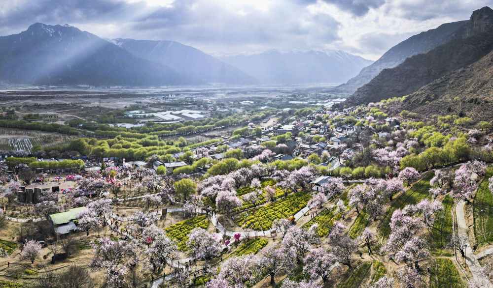 嘎拉村桃花（无人机照片）。嘎拉村紧邻川藏公路，被称为西藏“桃花第一村”。图片来源 新华社