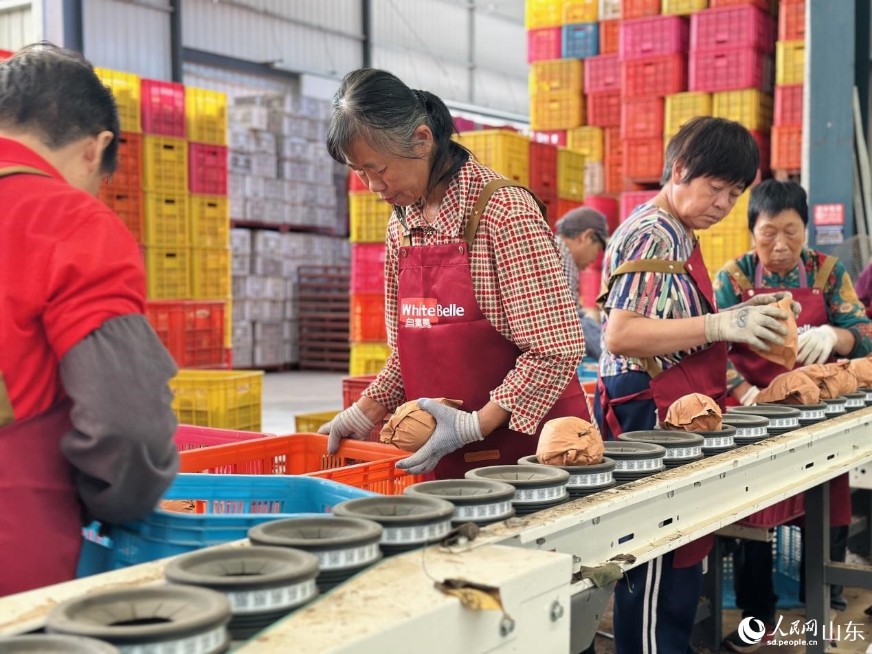 新鲜采摘的秋月梨被逐一放上自动分选机。人民网 乔姝摄