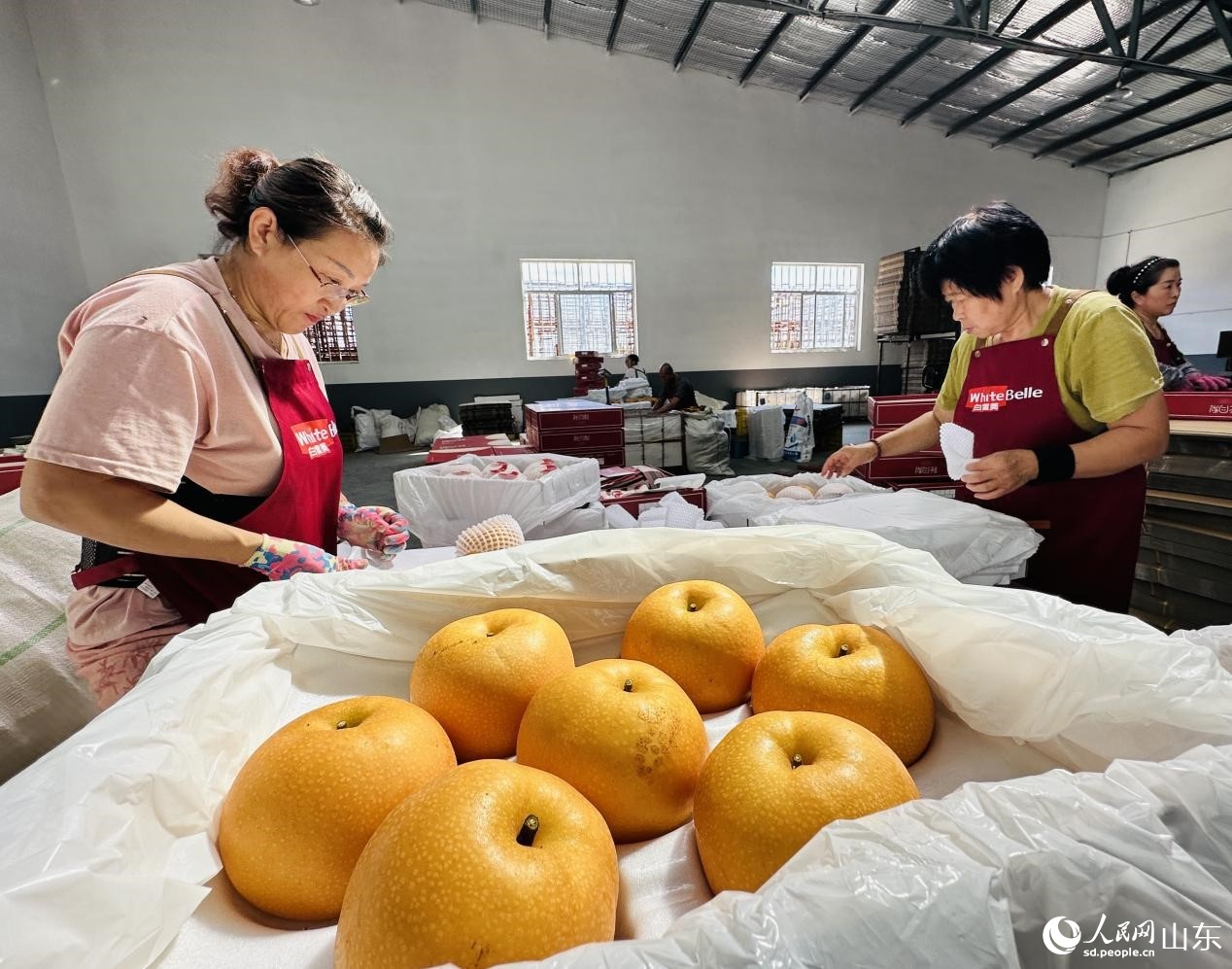车间工人们在分拣包装秋月梨。人民网 乔姝摄