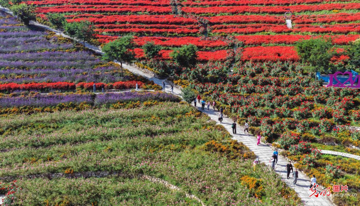 高山花海醉游人