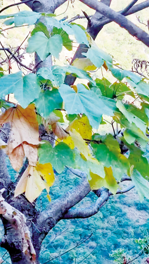 17331766078277539 17331766078277539