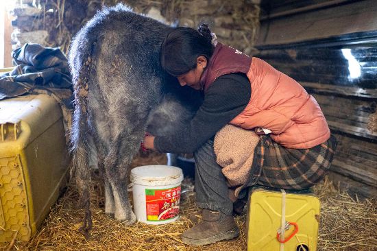 次仁普尺正在挤牛奶。人民网记者 翁奇羽摄