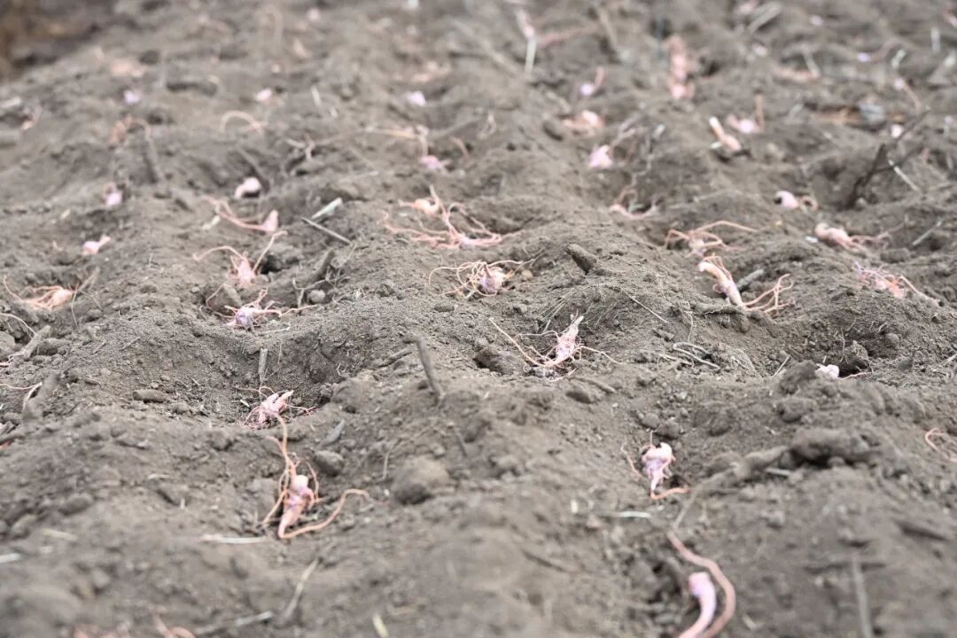 新种植三七（德党镇响水村  2026.1.14）.JPG