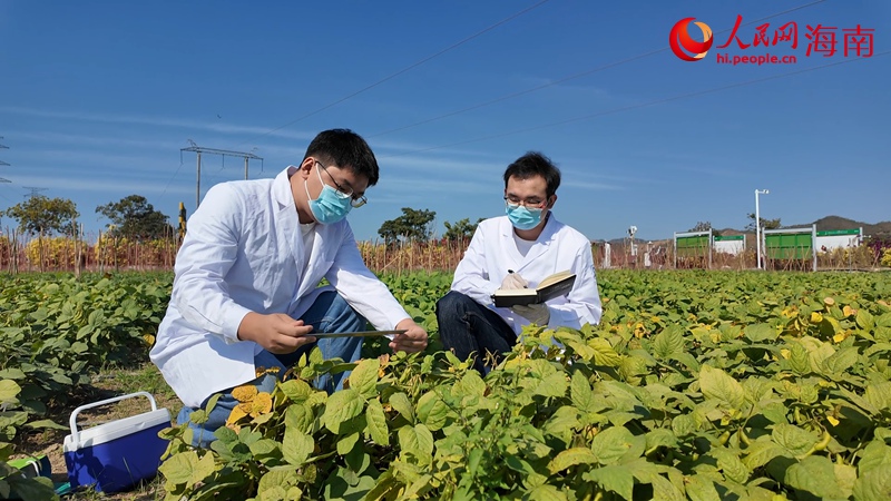 科研团队在育种基地采样。人民网记者 孟凡盛摄 科研团队在育种基地采样。人民网记者 孟凡盛摄