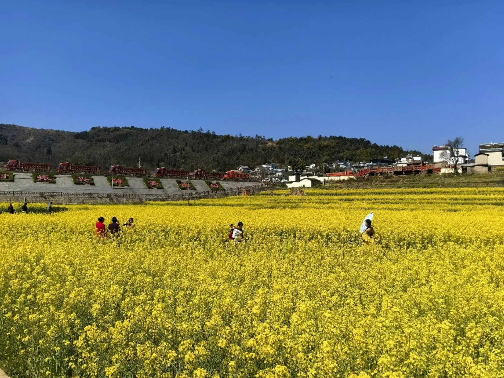 安宁油菜花 (1).png