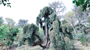 61051773684412625 61051773684412625