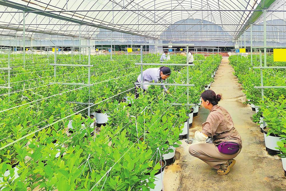 村民在头村蓝莓种植基地采摘蓝莓。 本报记者 龙舟 摄