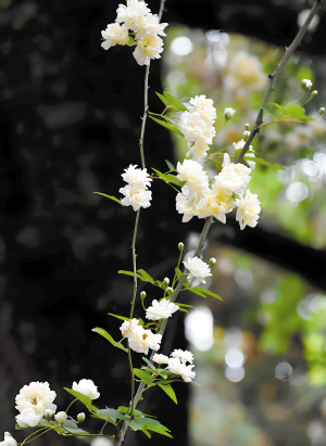 67451774387798231 67451774387798231