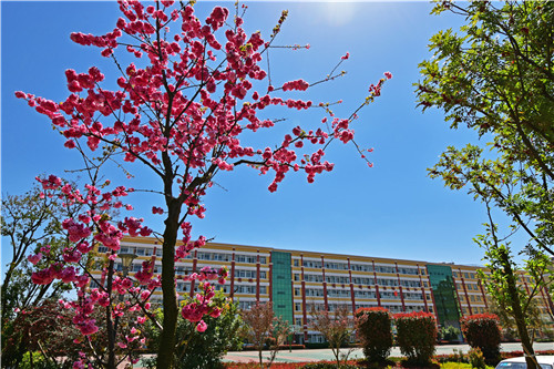 校园樱花盛开 校园樱花盛开