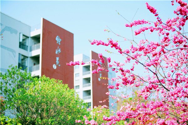 樱花与绘水苑 樱花与绘水苑