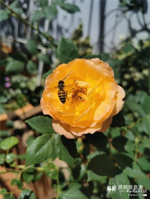 8花开时引得蜜蜂飞来