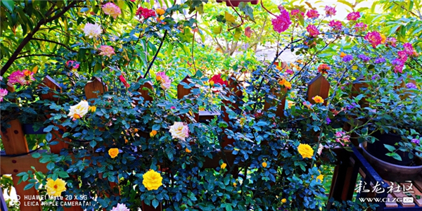 月季 网友“毛哥”摄