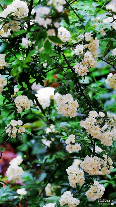 白木香 网友“毛哥”摄