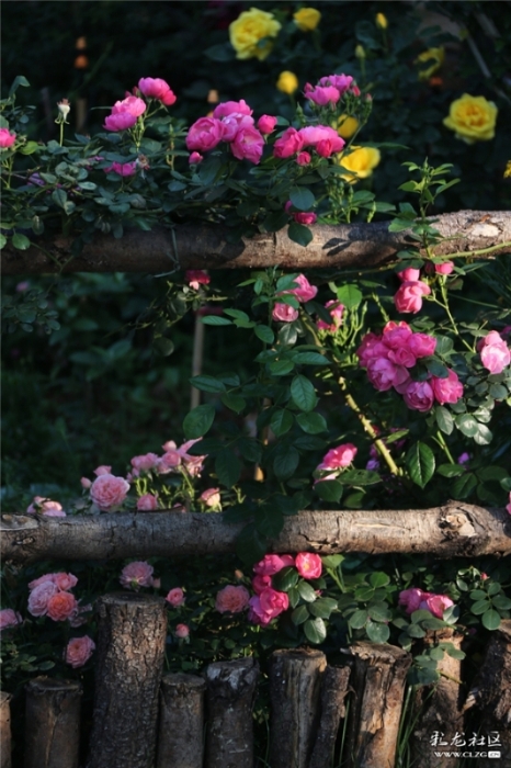 月季 网友“毛哥”摄（2）