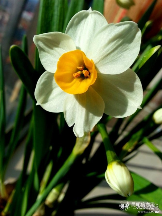 水仙花 网友“ziran” 摄