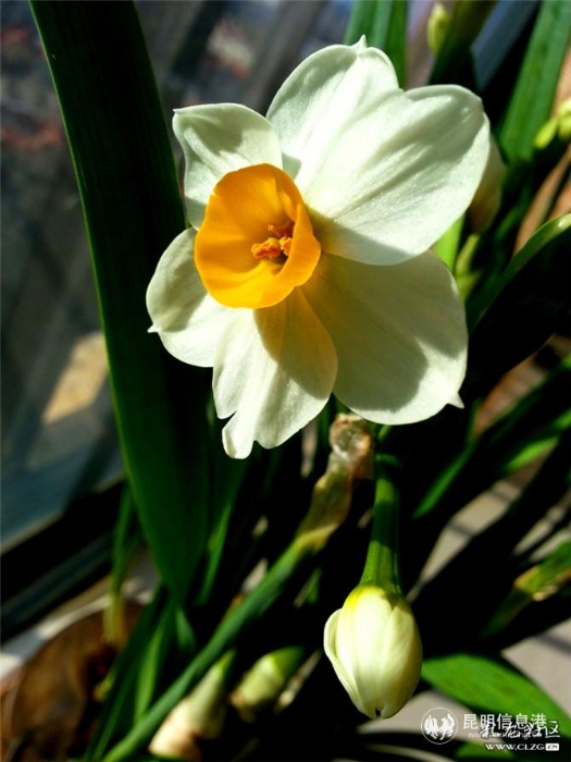水仙花 网友“ziran” 摄（2）