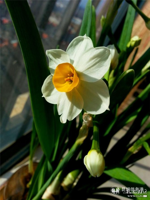 水仙花 网友“ziran” 摄（3）