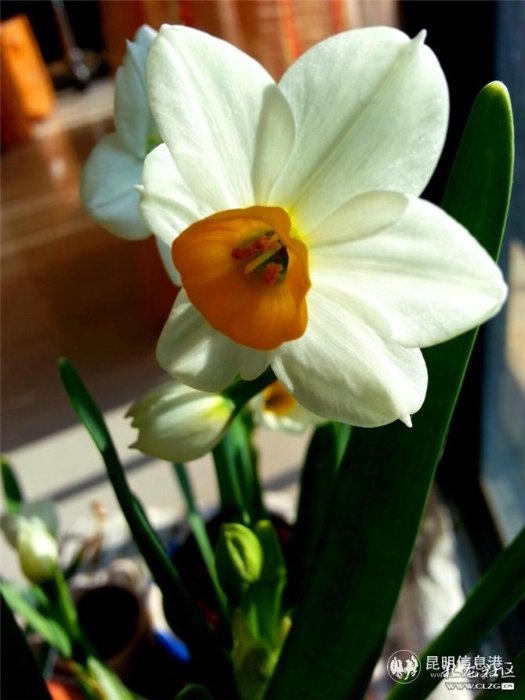 水仙花 网友“ziran” 摄（4）