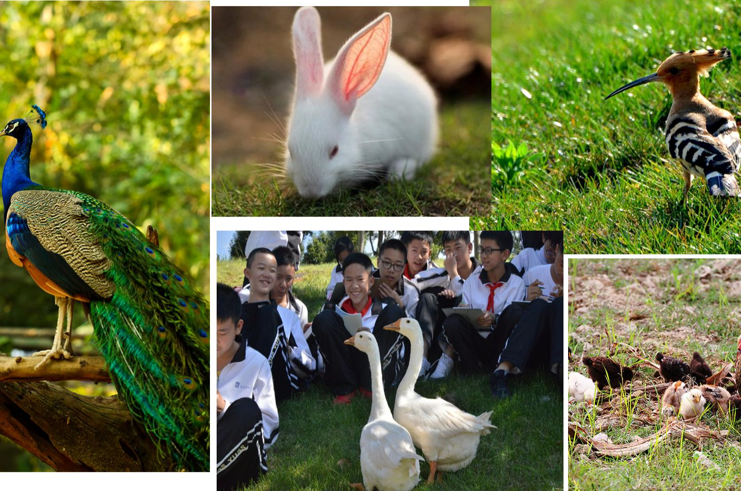 PowerPoint 幻灯片放映 - [云大附中呈贡校区简介（2019年7月8日新增内容修改版）] 2019830 144909