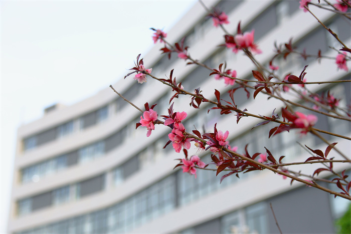 DSC_8856 拷贝 DSC_8856 拷贝