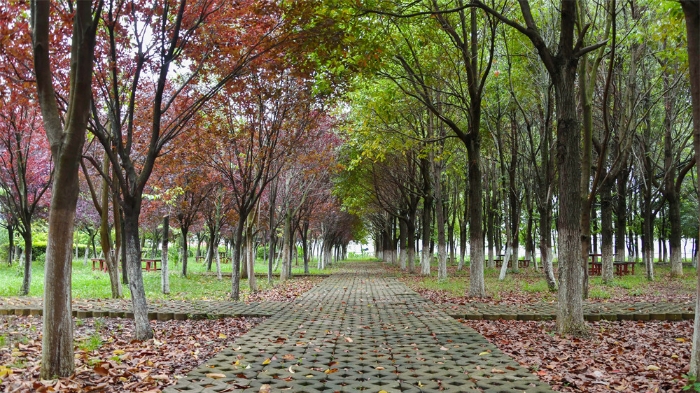 昆九中读书林 昆九中读书林