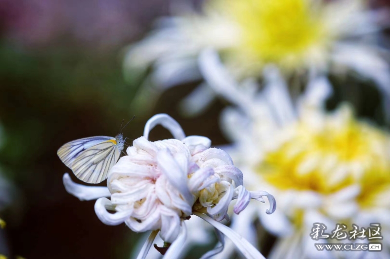 16656670206834732547907152815_5307 16656670206834732547907152815_5307