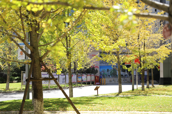 银杏大道 银杏大道