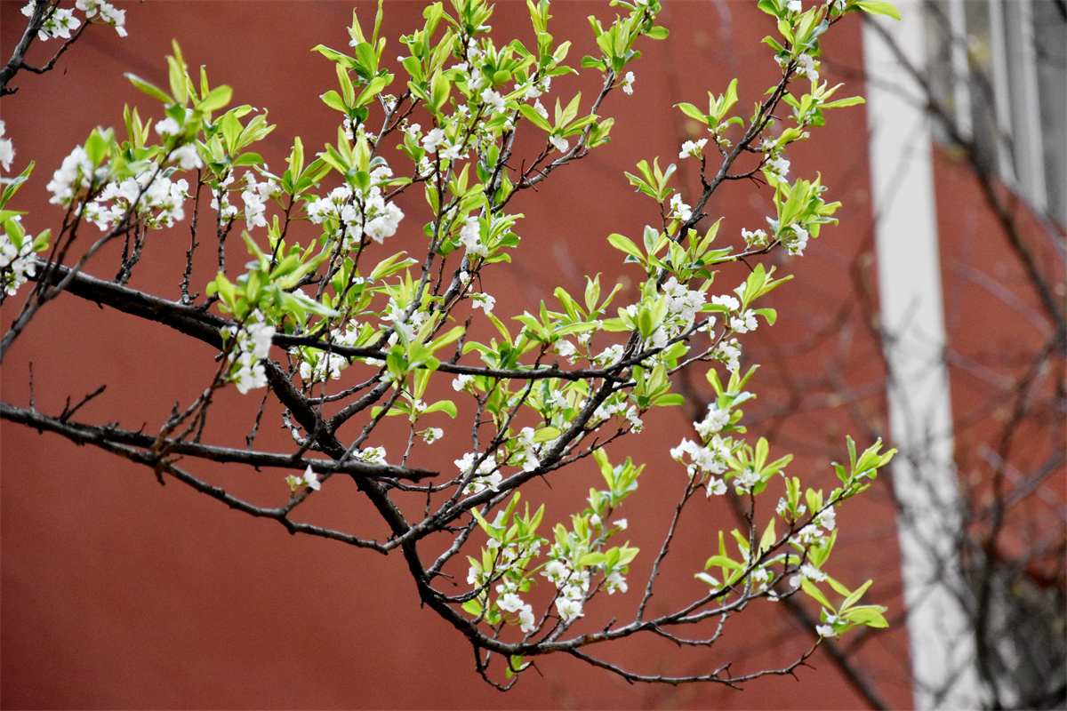 连续多年荣获昆明市中考质量进步奖