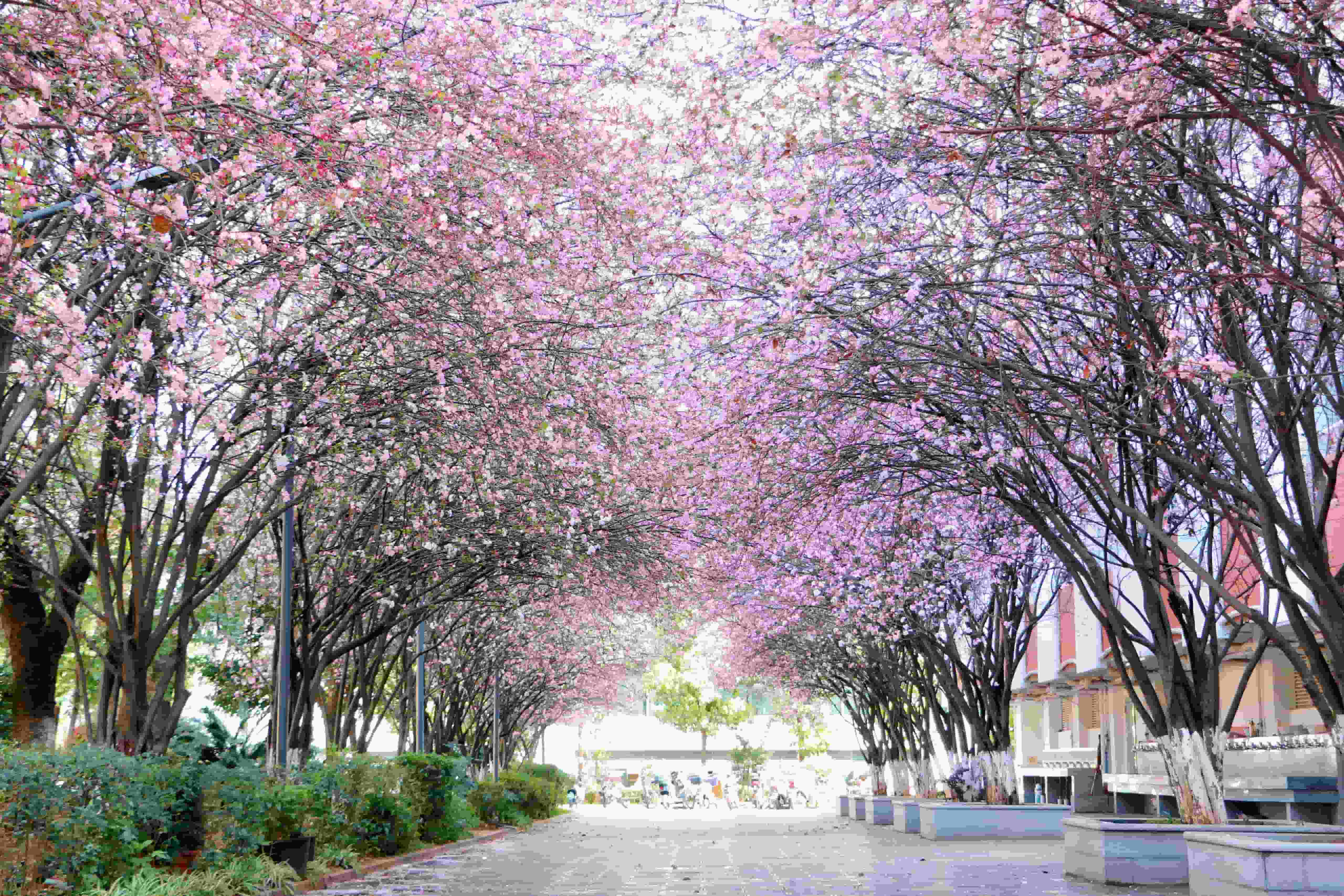 一级一等 醉美校园